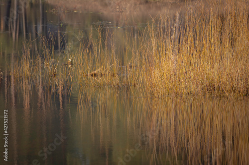 mirror reflection