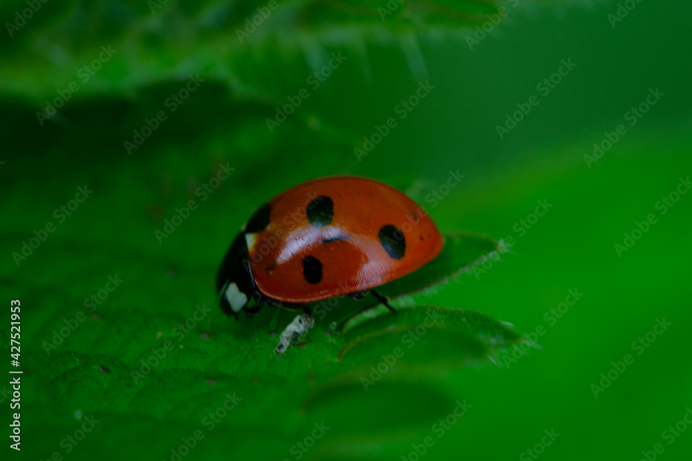 Fototapeta premium ladybird on a leaf
