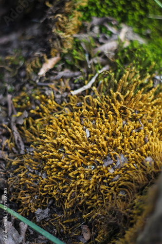 golden moss on a tree in a mysterious forest.