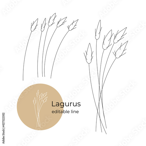 Lagurus plant in a minimalistic style by line. Part of the collection of dried flowers. Editable line. photo