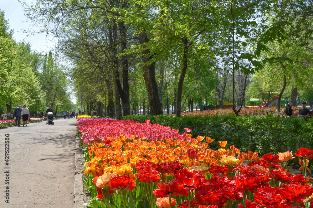 People are walking beside the tulips grow in the park
