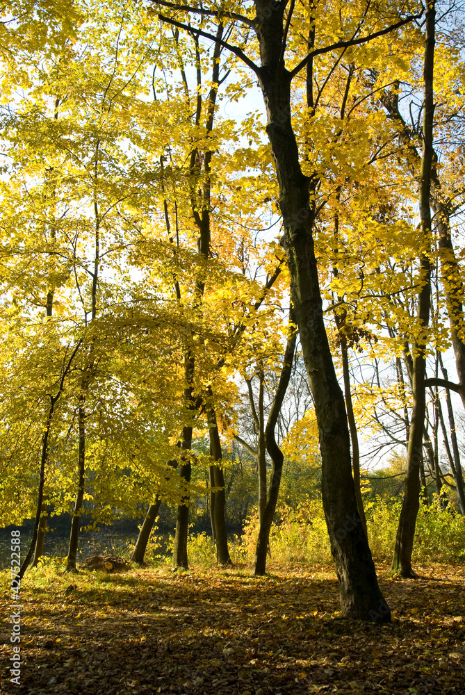 Autumn colors, bright autumn leaves on trees Autumn colors, bright autumn leaves on trees