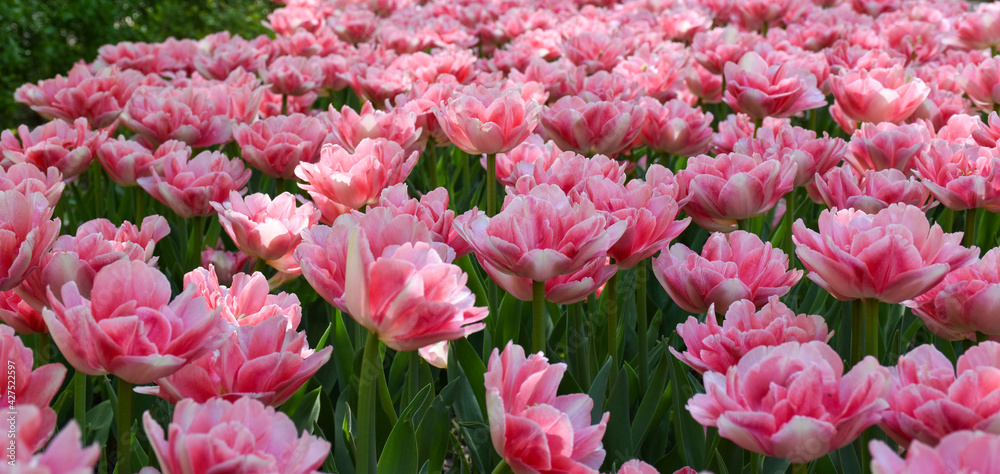 Beautiful pink tulips grow in the park