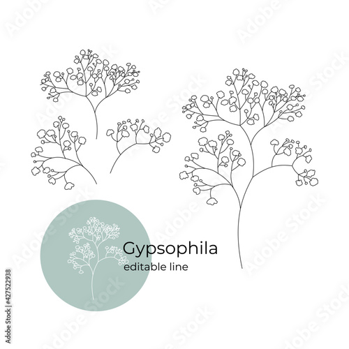 Gypsophila plant drawn in a minimalistic style by line. Part of the collection of dried flowers. Editable line. photo