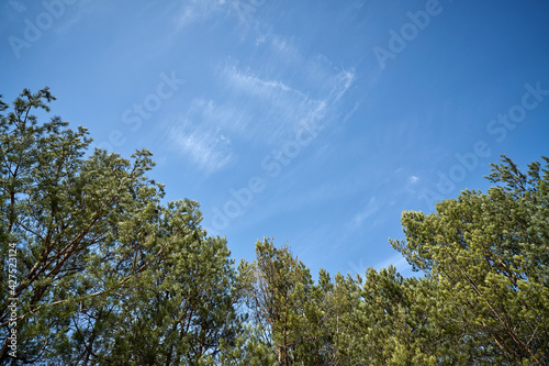 beautiful spring pine forest against the blue sky 