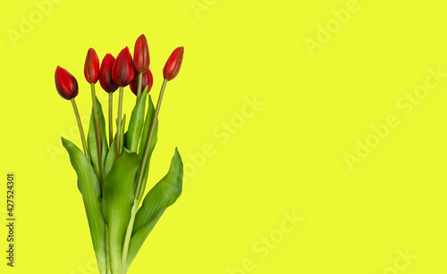 Beautiful tulips for Mother's Day  top view. Copy space.