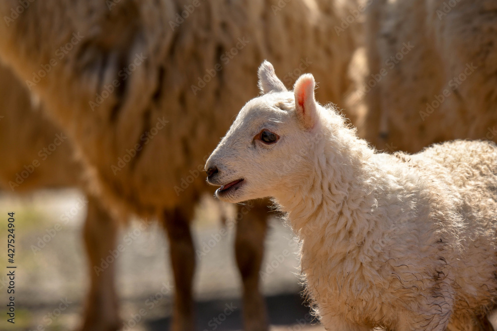 Obraz premium Portrait of a cute lamb. No people, Copy space.
