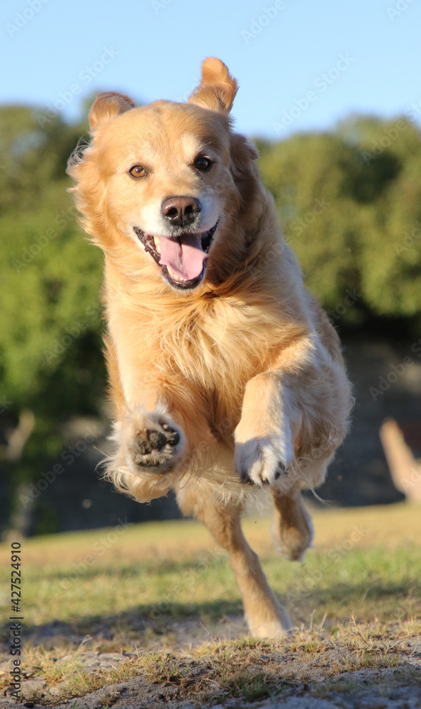 Beautiful Golden retriever runs happily