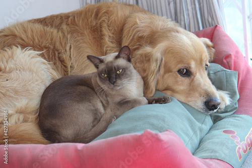 Fototapeta Naklejka Na Ścianę i Meble -  Burmese breed and golden retriever cuddle cute