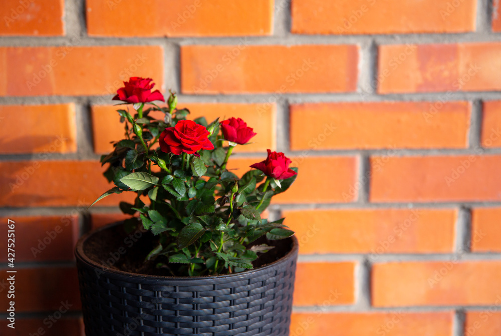 Miniature red blossom rose growing in black color plastic rattan flower pot in home outdoors, horticulture. Shallow depth of field. Room for text on  red brick wall.