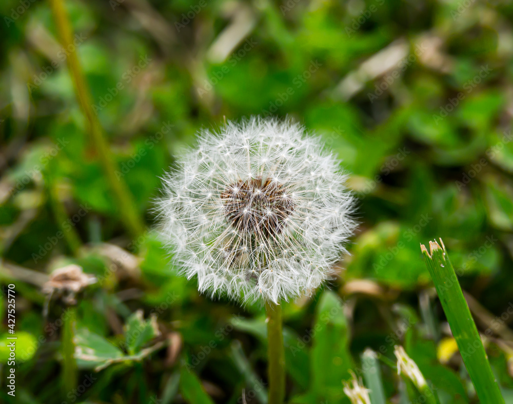 dandelion in the grass dandelion in the grass