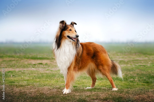portrait of collie dog on a natural background 