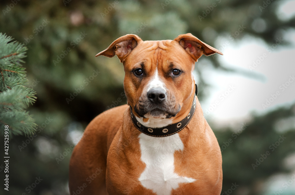 portrait of american staffordshire terrier dog on natural spring background
