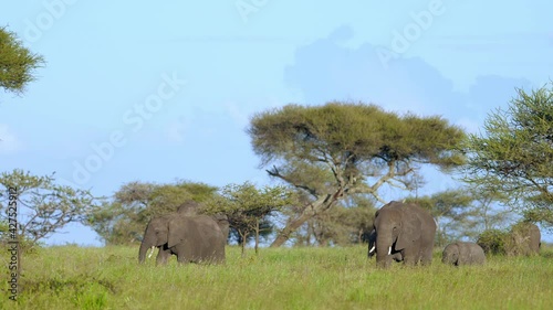 Portrait of magnifficent elephant eating while standing in tall grass field. Amazing wildlife in its habitat during hot summer day. Natural scene of fauna with beautiful african background of green photo