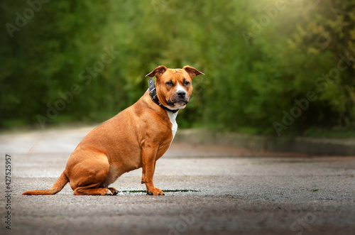 portrait of american staffordshire terrier dog on natural spring background 