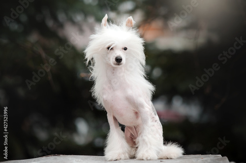 Bilde på lerret portrait of chinese crested dog on a beautiful spring background