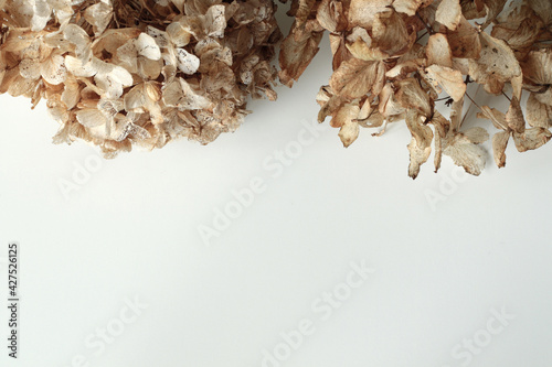 dry brown hydrangea flowers on white background