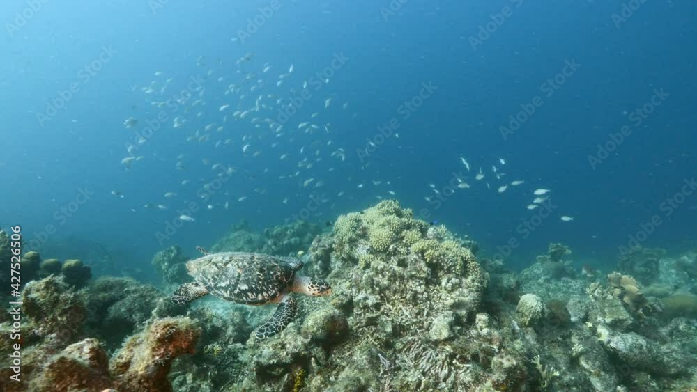 Hawksbill Sea Turtle in coral reef of Caribbean Sea, Curacao Hawksbill Sea Turtle in coral reef of Caribbean Sea, Curacao