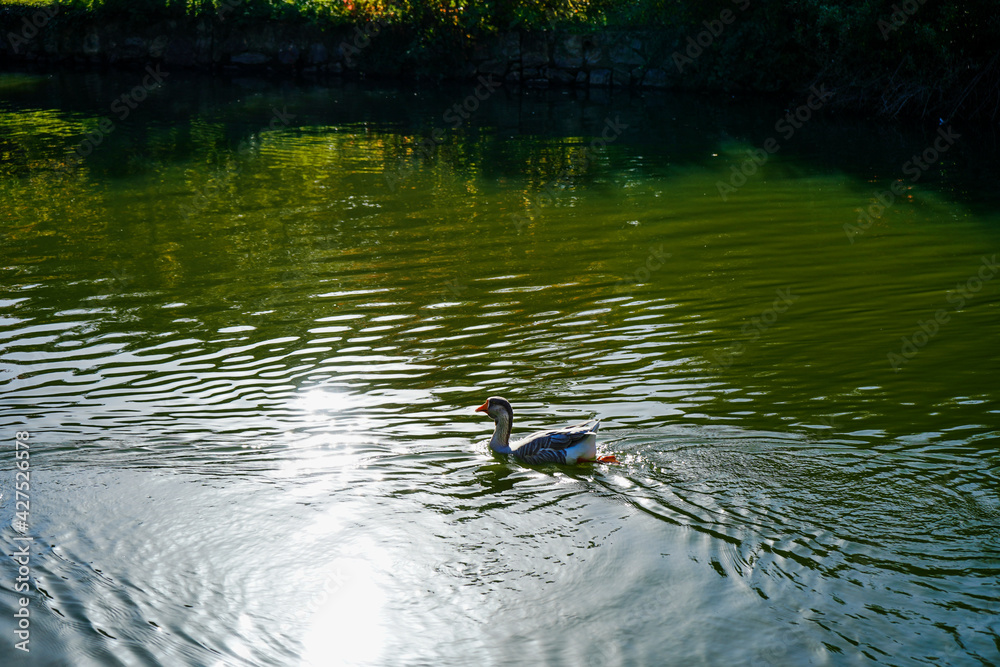 A duck swimming  in a pond, trees reflecting to the water.