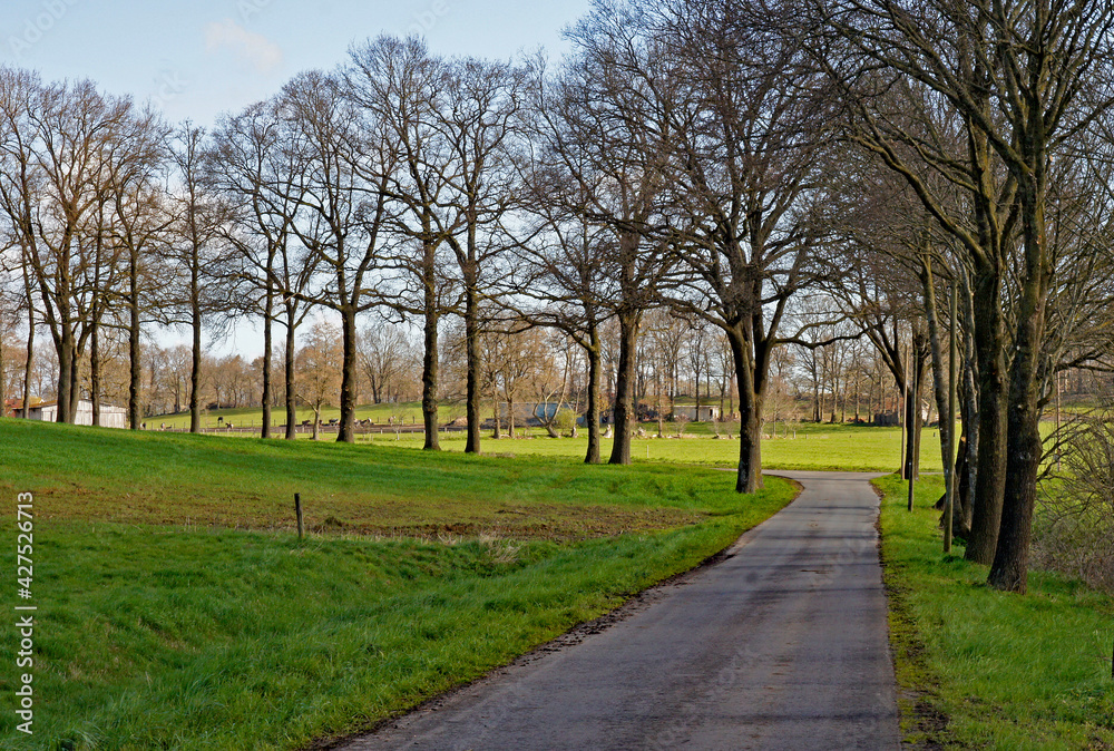 A road  that ends in a fork.  There and trees and meadows beside the road. It's  early spring and a sunny day. 