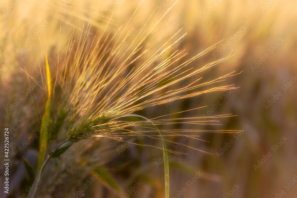 Spiga di grano. Luce dorata del tramonto sul campo di grano. foto in primo piano.
Spiga di grano. Luce dorata del tramonto sul campo di grano. foto in primo piano.