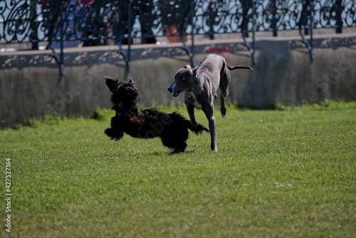 Two happy black dogs run in the green field