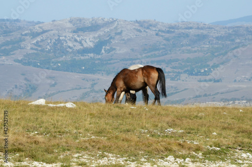 Livno,Bosnia and Herzegovina, horse, black horse, white horse, black and white horse, nature, beautiful horse, © Haris