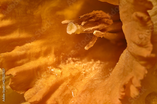 Narcissus in high resolution macro shot.