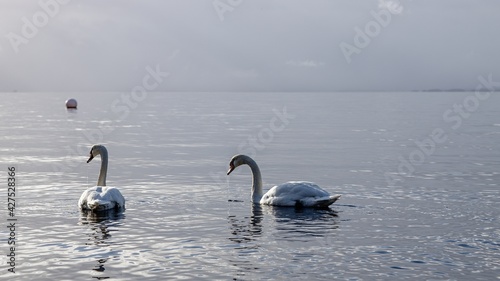 A couple whooper swans on a Norwegian fjord