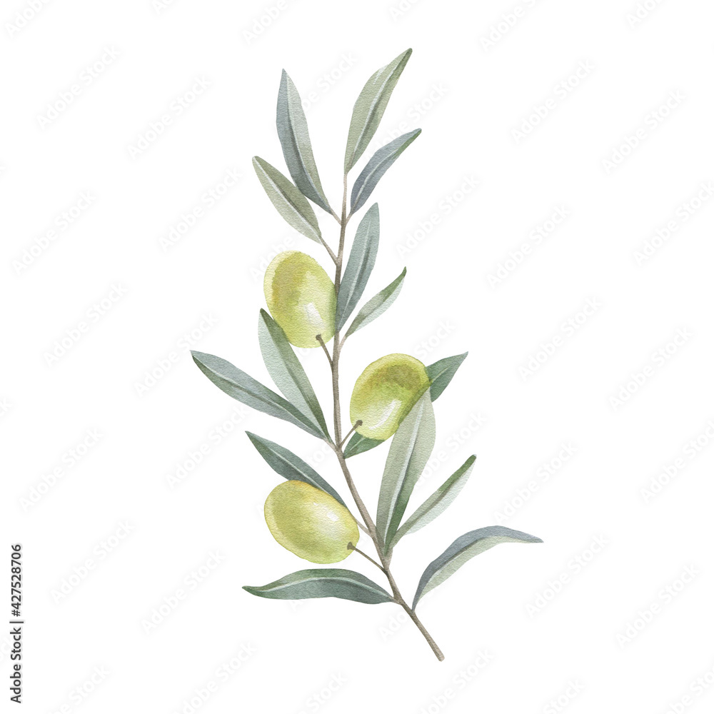 Olive branch with berries. Watercolor drawing. Olive branch with berries. Watercolor drawing.