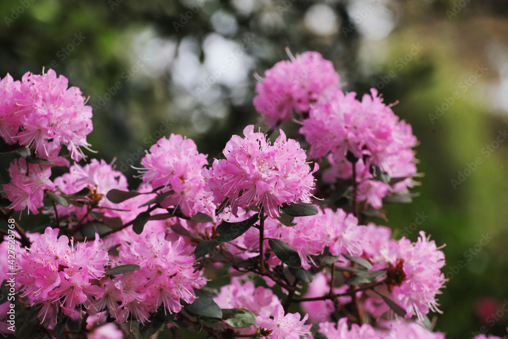 Fototapeta premium Lilac pink Californian Rhododendron in flower