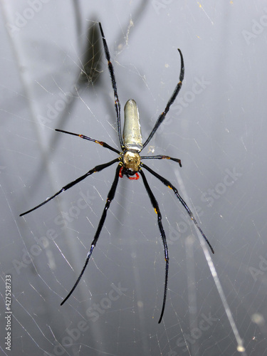 Northern Giant Golden Orb Web Spider - Australia