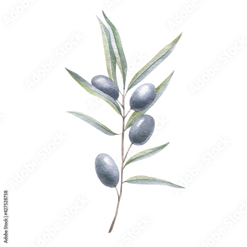 Olive branch with berries. Watercolor drawing.