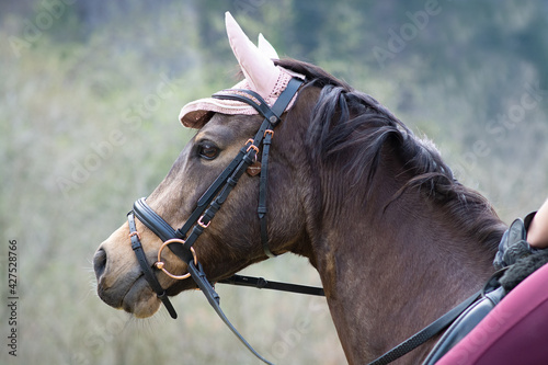 Pferd / Pony Portrait