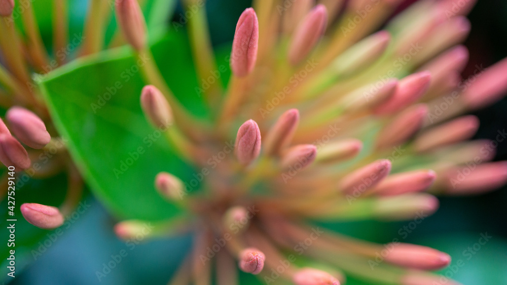 Pink flower Macro photography Pink flower Macro photography