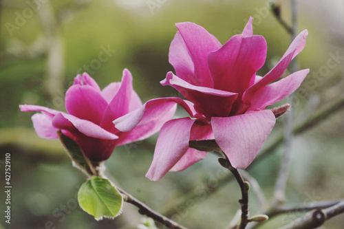 Deep pink 'Magnolia liliiflora' in flower