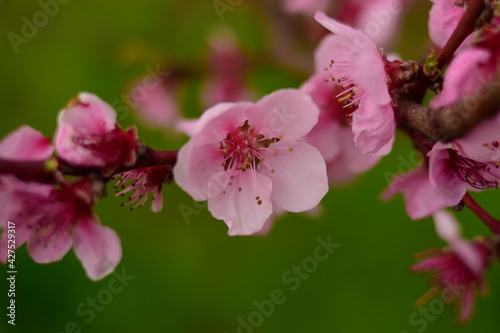 close up of a cherry flower