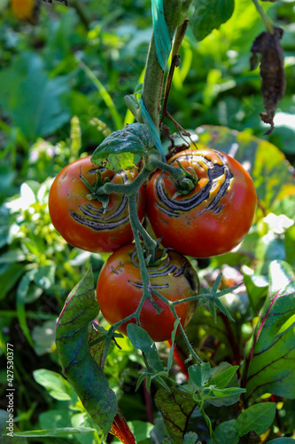 A group of damaged ripe tomatoes on a branch. A group of ripe tomatoes on the vine.