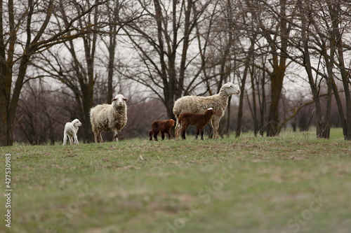 sheep and lambs graze in spring green meadow