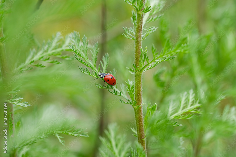 Red spring ladybug insect living on wild meadow ecosystem,animal wildlife nature Red spring ladybug insect living on wild meadow ecosystem,animal wildlife nature