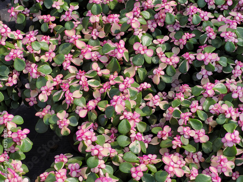 Beautiful orchids are in store.