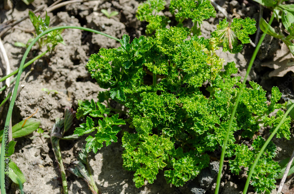 Herbe aromatique, Persil (Petroselinum crispum) Herbe aromatique, Persil (Petroselinum crispum)