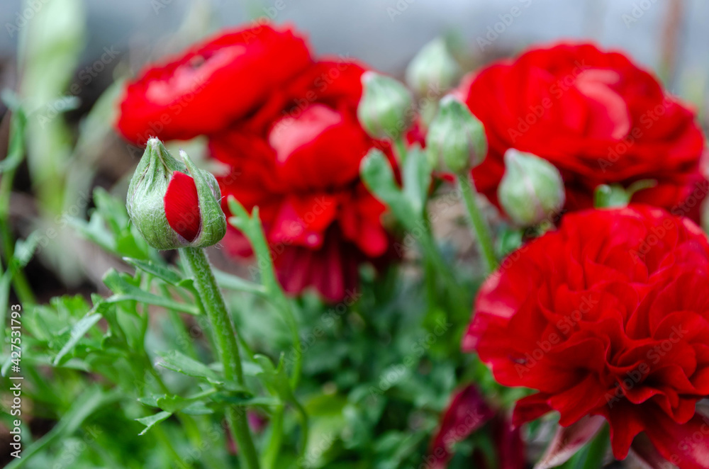 Fototapeta premium Renoncules rouges