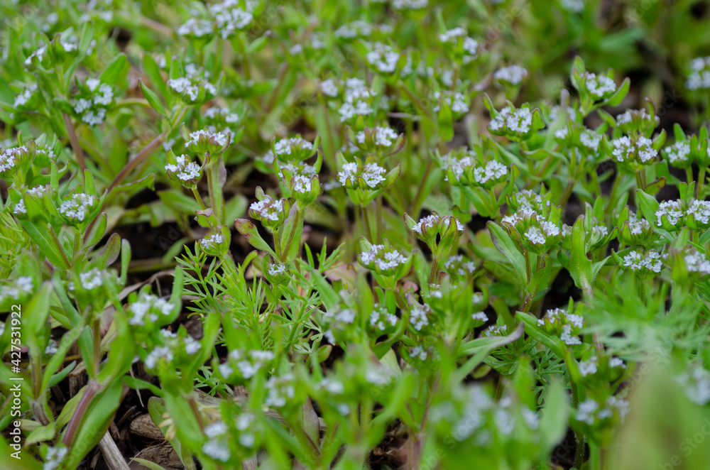 Blüte, Nüsslisalat, Gewöhnliche Feldsalat (Valerianella locusta) Blüte, Nüsslisalat, Gewöhnliche Feldsalat (Valerianella locusta)