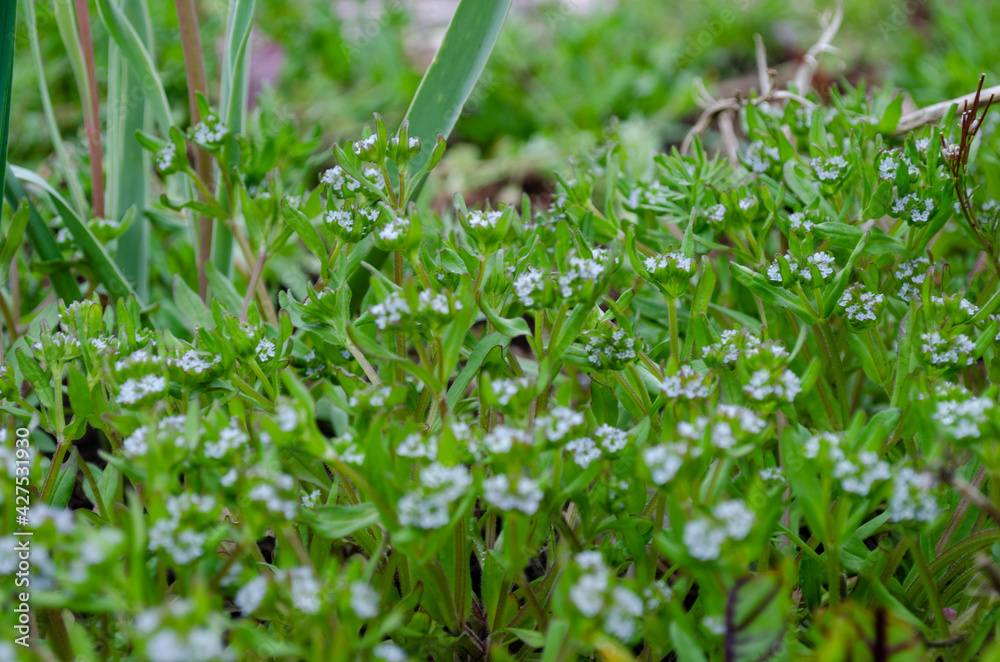 Blüte, Nüsslisalat, Gewöhnliche Feldsalat (Valerianella locusta) Blüte, Nüsslisalat, Gewöhnliche Feldsalat (Valerianella locusta)