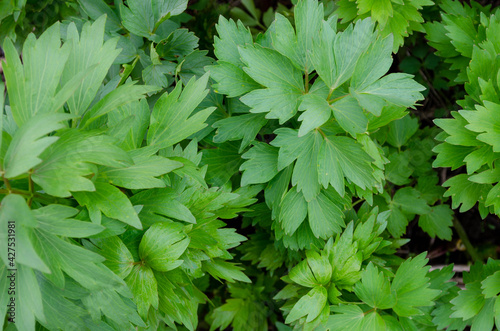 Maggikraut, Liebstöckel (Levisticum officinale) photo