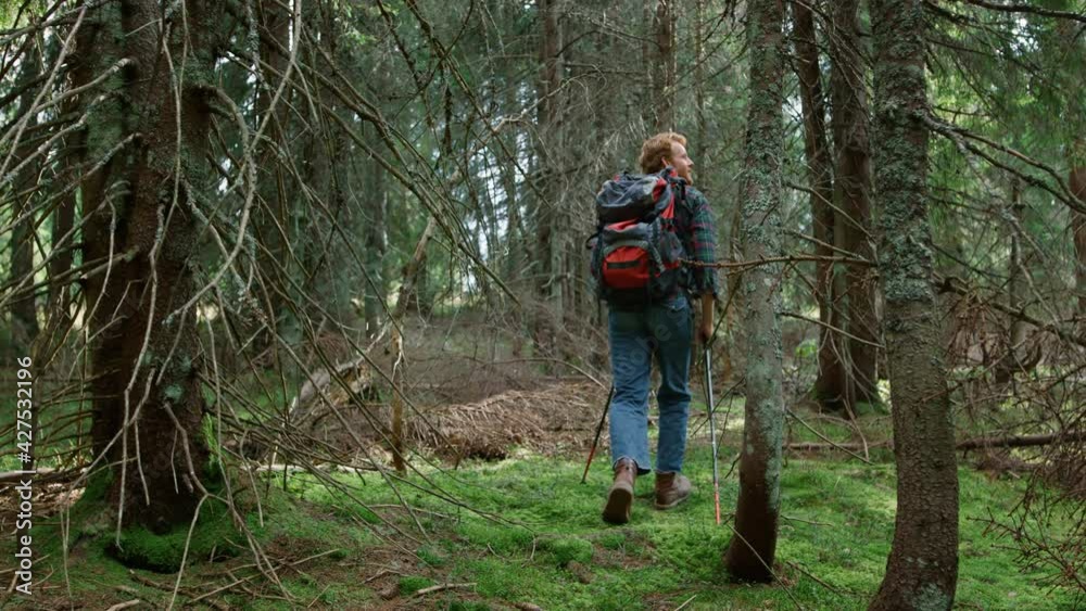 Male hiker walking between trees in forest. Man with backpack hiking in woods Male hiker walking between trees in forest. Man with backpack hiking in woods
