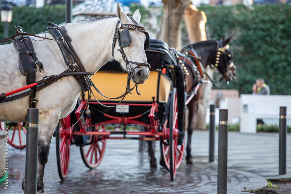 Free carriages are waiting for tourists. Horses carriage. Horse-drawn cart. Palm trees. Green fence. Spain Andalusia Free carriages are waiting for tourists. Horses carriage. Horse-drawn cart. Palm trees. Green fence. Spain Andalusia