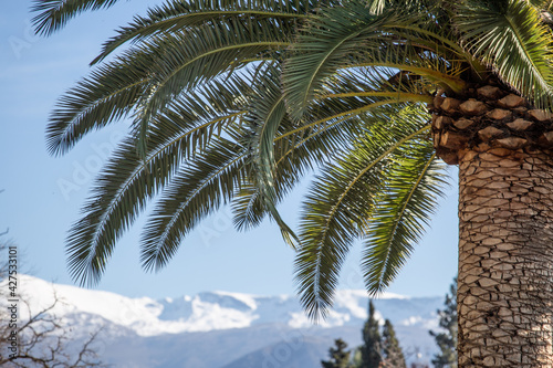 Palm tree leaves and snow. Palm tree on the background of snowy mountains. Spain Andalusia