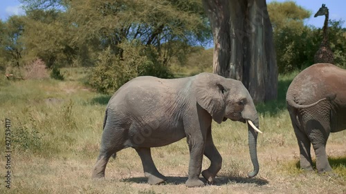 Amazing portrait of african elephants passing by tourists in suv in safari park. magnifficent wildlife showing up in it's natural habitat. Travellers cheering up and filming wild animals. photo